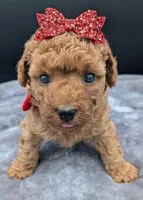 Velma ♥️, a female Poodle - Toy  for sale in Meta, MO – Photo 10 of 10