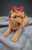 Velma ♥️, a female Poodle - Toy  for sale in Meta, MO – Photo 8 of 10