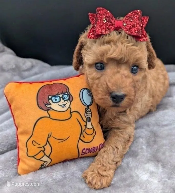 Velma ♥️ – Poodle - Toy  puppy on hold in Meta, MO