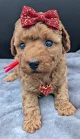 Velma ♥️, a female Poodle - Toy  for sale in Meta, MO – Photo 7 of 10