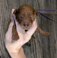 Grape 🍇, a female Poodle - Toy  for sale in Meta, MO – 4 of 10