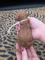 Sophia 🩷, a female Poodle - Miniature  for sale in Meta, MO – 5 of 10
