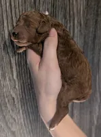 Bo Peep 🩷, a female Poodle - Miniature  for sale in Meta, MO – 9 of 10