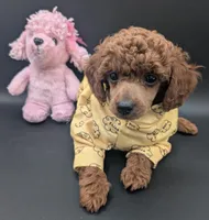 Jessie 💛, a female Poodle - Miniature  for sale in Meta, MO – 2 of 10