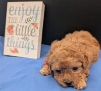 Bamm Bamm 🧡, a male Poodle - Toy  for sale in Meta, MO – 4 of 10