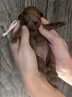 Bo Peep 🩷, a female Poodle - Miniature  for sale in Meta, MO – 10 of 10