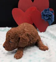 Caleb 🩵, a male Poodle - Miniature  for sale in Meta, MO – 3 of 10