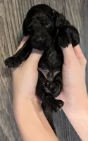Rafiki 🖤, a male Poodle - Miniature  for sale in Meta, MO – 5 of 10