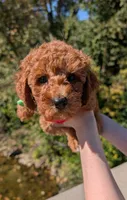 Watermelon 🍉, a female Poodle - Toy  for sale in Meta, MO – 6 of 10