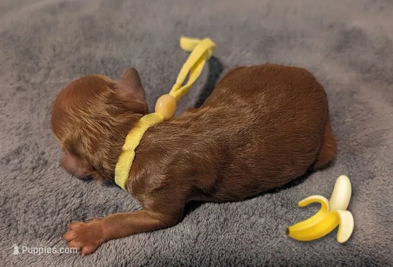 Banana 🍌 – Poodle - Toy  puppy for sale in Meta, MO