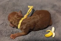 Banana 🍌, a male Poodle - Toy  for sale in Meta, MO – 1 of 10
