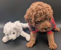 Woody 🤎, a male Poodle - Miniature  for sale in Meta, MO – 2 of 10