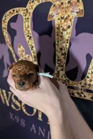 Spike 🤍, a male Poodle - Miniature  for sale in Meta, MO – 4 of 10