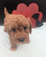 Snoopy 🖤, a male Poodle - Toy  for sale in Meta, MO – 8 of 10