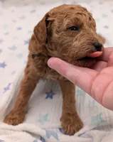 Abel 🤎, a  Poodle - Miniature  for sale in Meta, MO – Photo 8 of 10