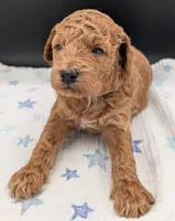 Abel 🤎, a  Poodle - Miniature  for sale in Meta, MO – Photo 7 of 10