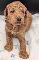 Abel 🤎, a  Poodle - Miniature  for sale in Meta, MO – Photo 6 of 10