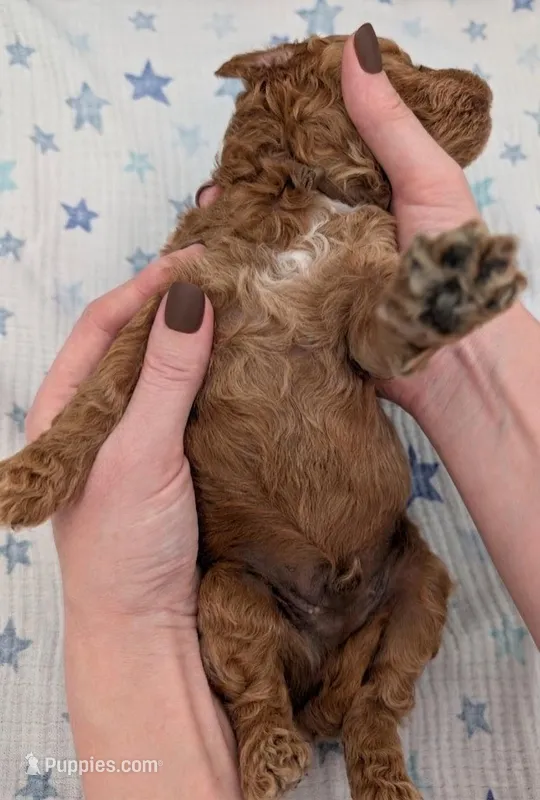 Abel 🤎 – Poodle - Miniature  puppy for sale in Meta, MO