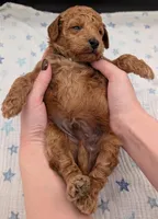 Abel 🤎, a  Poodle - Miniature  for sale in Meta, MO – Photo 2 of 10