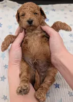 Abel 🤎, a  Poodle - Miniature  for sale in Meta, MO – Photo 3 of 10
