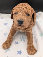 Abel 🤎, a  Poodle - Miniature  for sale in Meta, MO – Photo 4 of 10