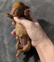 Pebbles 💚, a female Poodle - Toy  for sale in Meta, MO – 4 of 10