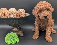 Rex 🦖, a male Poodle - Miniature  for sale in Meta, MO – 8 of 10