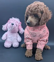 Bo Peep 🩷, a female Poodle - Miniature  for sale in Meta, MO – 7 of 10