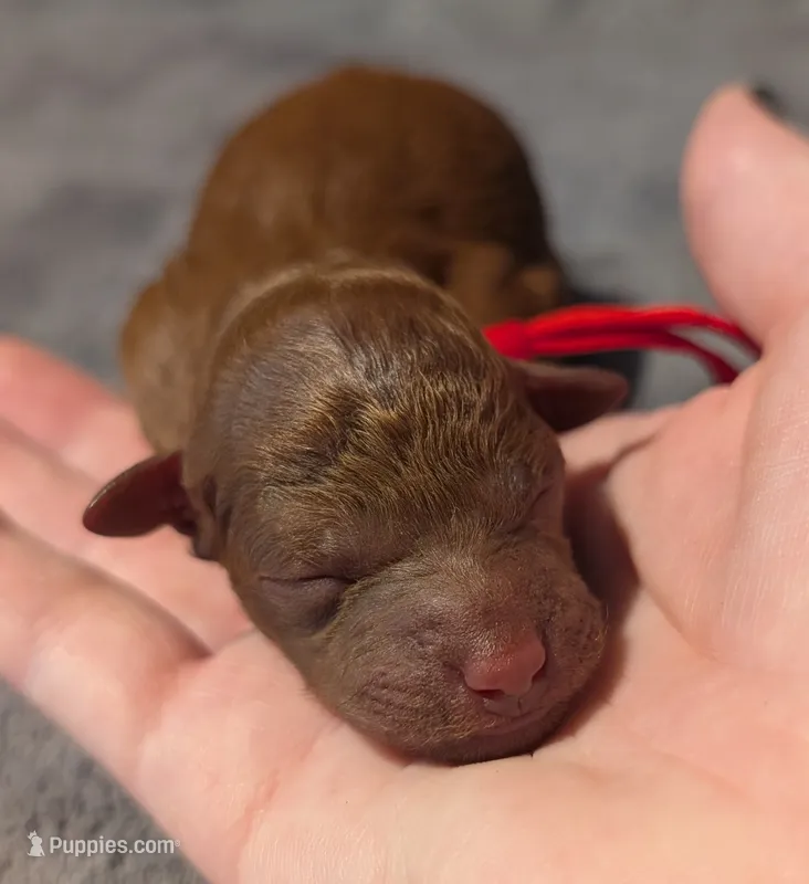 Cinnamon 💜 – Poodle - Toy  puppy for sale in Meta, MO
