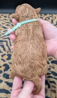 Linus 💚, a male Poodle - Toy  for sale in Meta, MO – 10 of 10