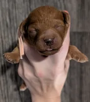 Pixie 🩷, a female Poodle - Miniature  for sale in Meta, MO – 2 of 10