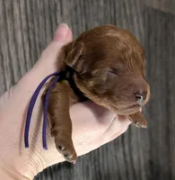 Grape 🍇, a female Poodle - Toy  for sale in Meta, MO – 8 of 10