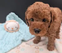 Barney 🤎, a male Poodle - Toy  for sale in Meta, MO – 6 of 10