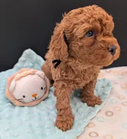 Pompadour 🖤, a male Poodle - Toy  for sale in Meta, MO – 8 of 10