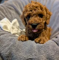 Cal 🤍, a male Poodle - Miniature  for sale in Meta, MO – 10 of 10