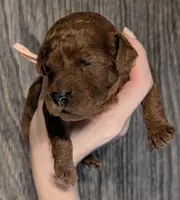 Nala 🩷, a female Poodle - Miniature  for sale in Meta, MO – 5 of 10