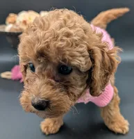 Raspberry 🩷, a female Poodle - Toy  for sale in Meta, MO – 7 of 10