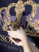 Rex 🦖, a male Poodle - Miniature  for sale in Meta, MO – 10 of 10