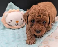 Mohawk 🩶, a male Poodle - Toy  for sale in Meta, MO – 2 of 10