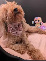 Scarlet Retired AKC Registered , a female Poodle - Miniature  for sale in Meta, MO – 10 of 10
