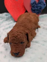 Caleb 🩵, a male Poodle - Miniature  for sale in Meta, MO – 9 of 10