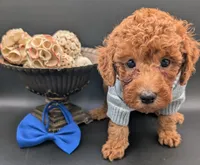 Blueberry 🫐, a male Poodle - Toy  for sale in Meta, MO – 7 of 10