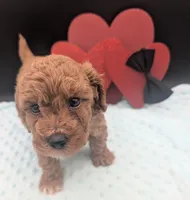 Snoopy 🖤, a male Poodle - Toy  for sale in Meta, MO – 2 of 10