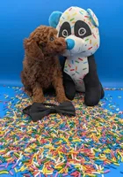 Oliver 🖤, a male Poodle - Toy  for sale in Meta, MO – Photo 8 of 10