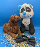 Oliver 🖤, a male Poodle - Toy  for sale in Meta, MO – Photo 7 of 10