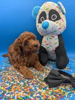 Oliver 🖤, a male Poodle - Toy  for sale in Meta, MO – Photo 4 of 10