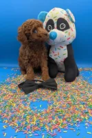 Oliver 🖤, a male Poodle - Toy  for sale in Meta, MO – Photo 3 of 10