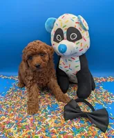 Oliver 🖤, a male Poodle - Toy  for sale in Meta, MO – Photo 2 of 10