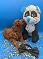 Oliver 🖤, a male Poodle - Toy  for sale in Meta, MO – Photo 9 of 10