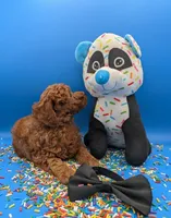 Oliver 🖤, a male Poodle - Toy  for sale in Meta, MO – Photo 5 of 10